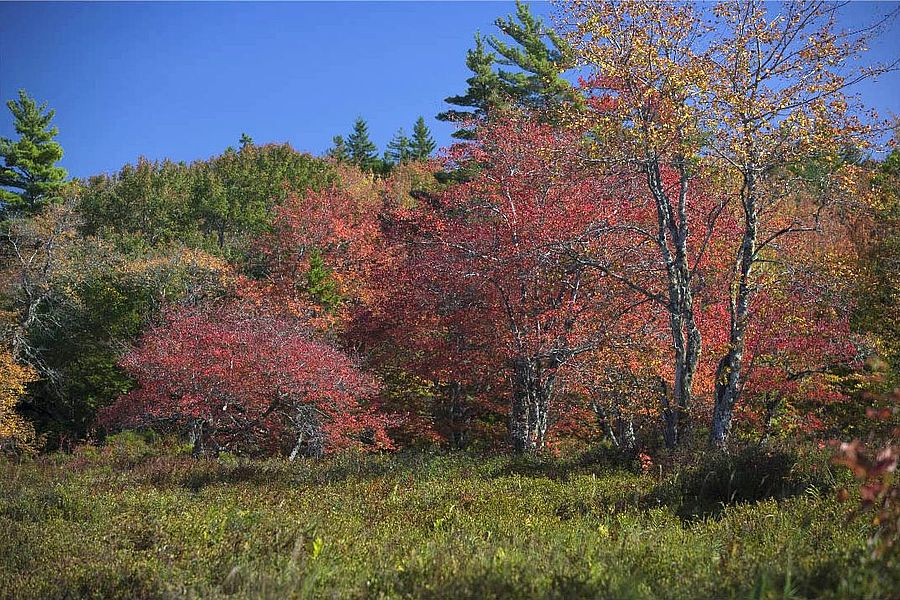 Private Islands For Sale Johns Lake Properties Nova Scotia