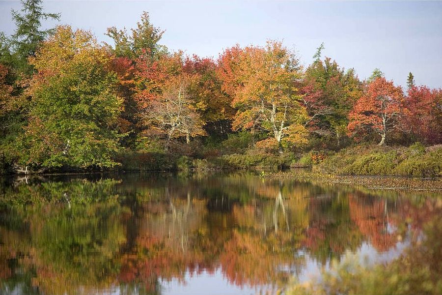 Private Islands For Sale Johns Lake Properties Nova Scotia