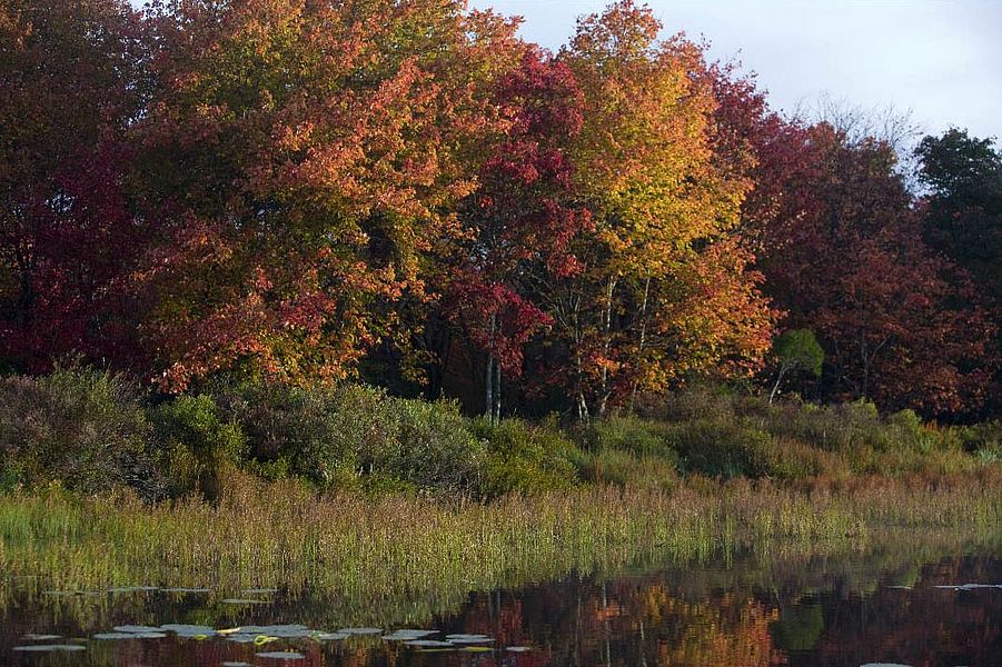 Private Islands For Sale Johns Lake Properties Nova Scotia